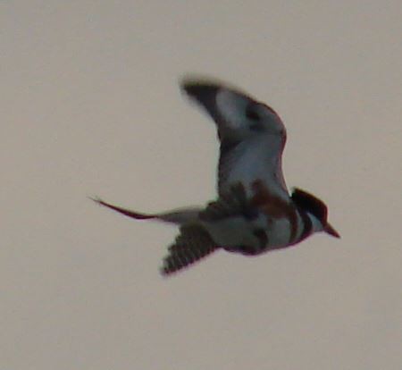 Belted Kingfisher - ML385866921