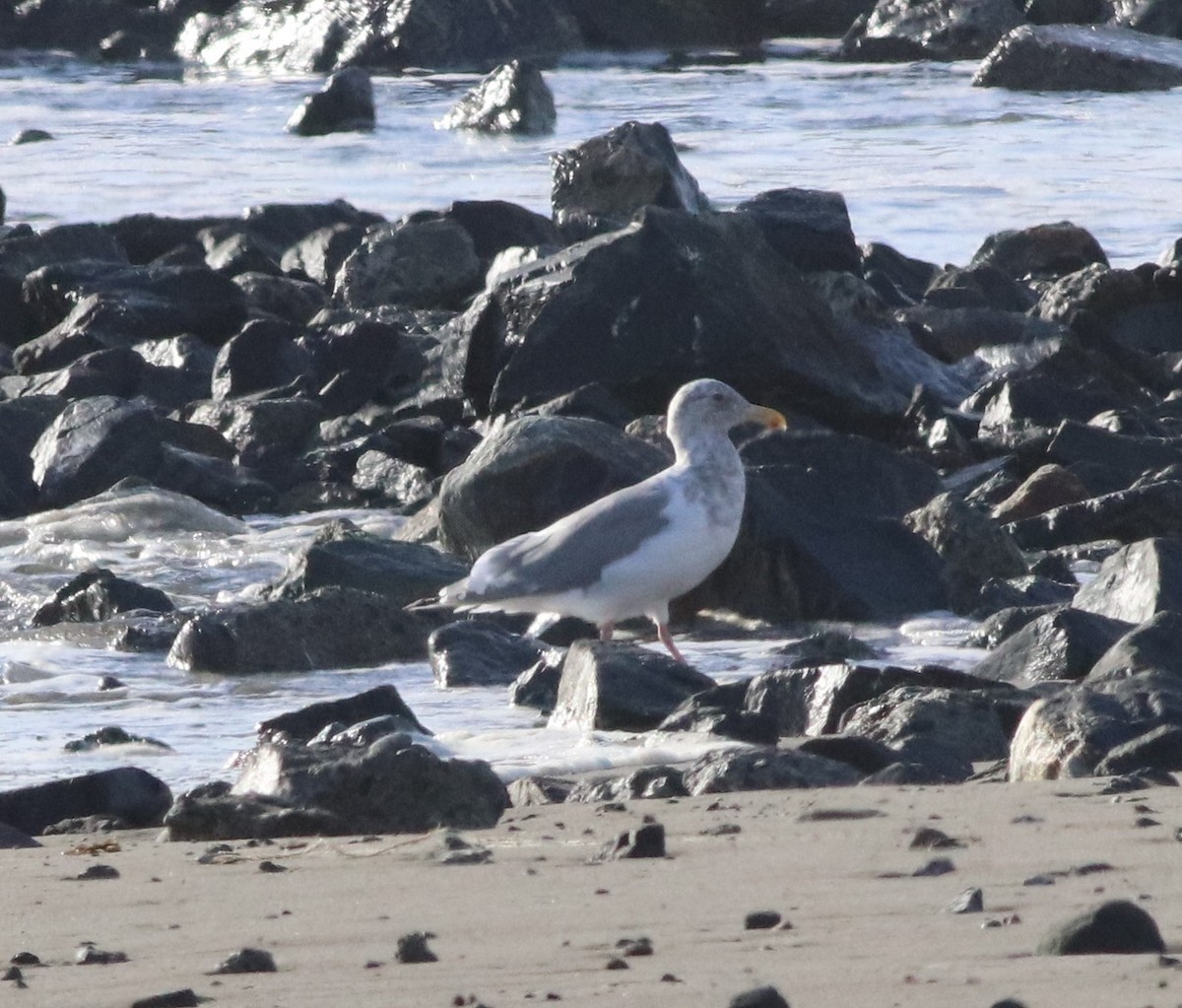 Glaucous-winged Gull - ML385867141