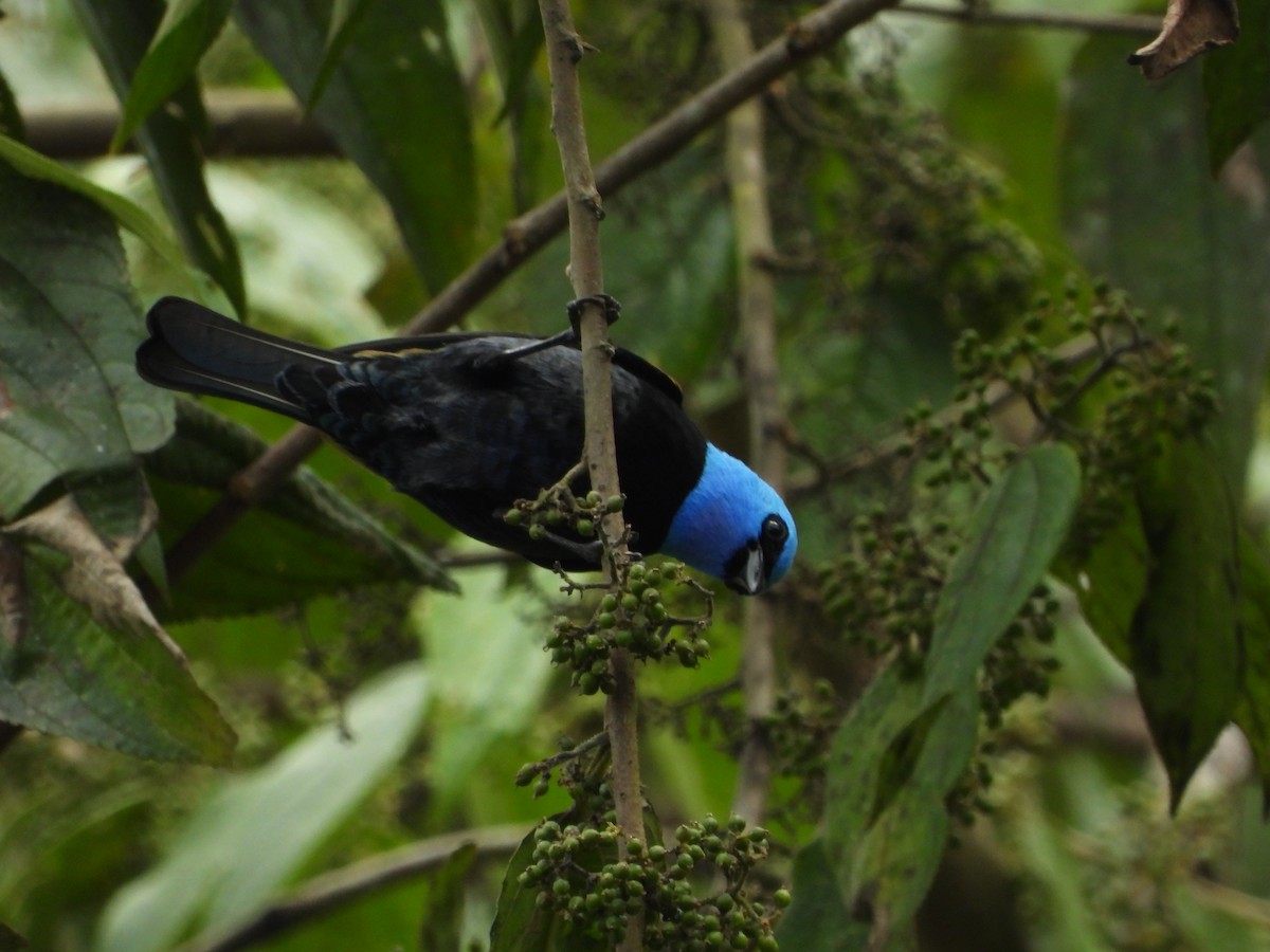 Blue-necked Tanager - ML385867421