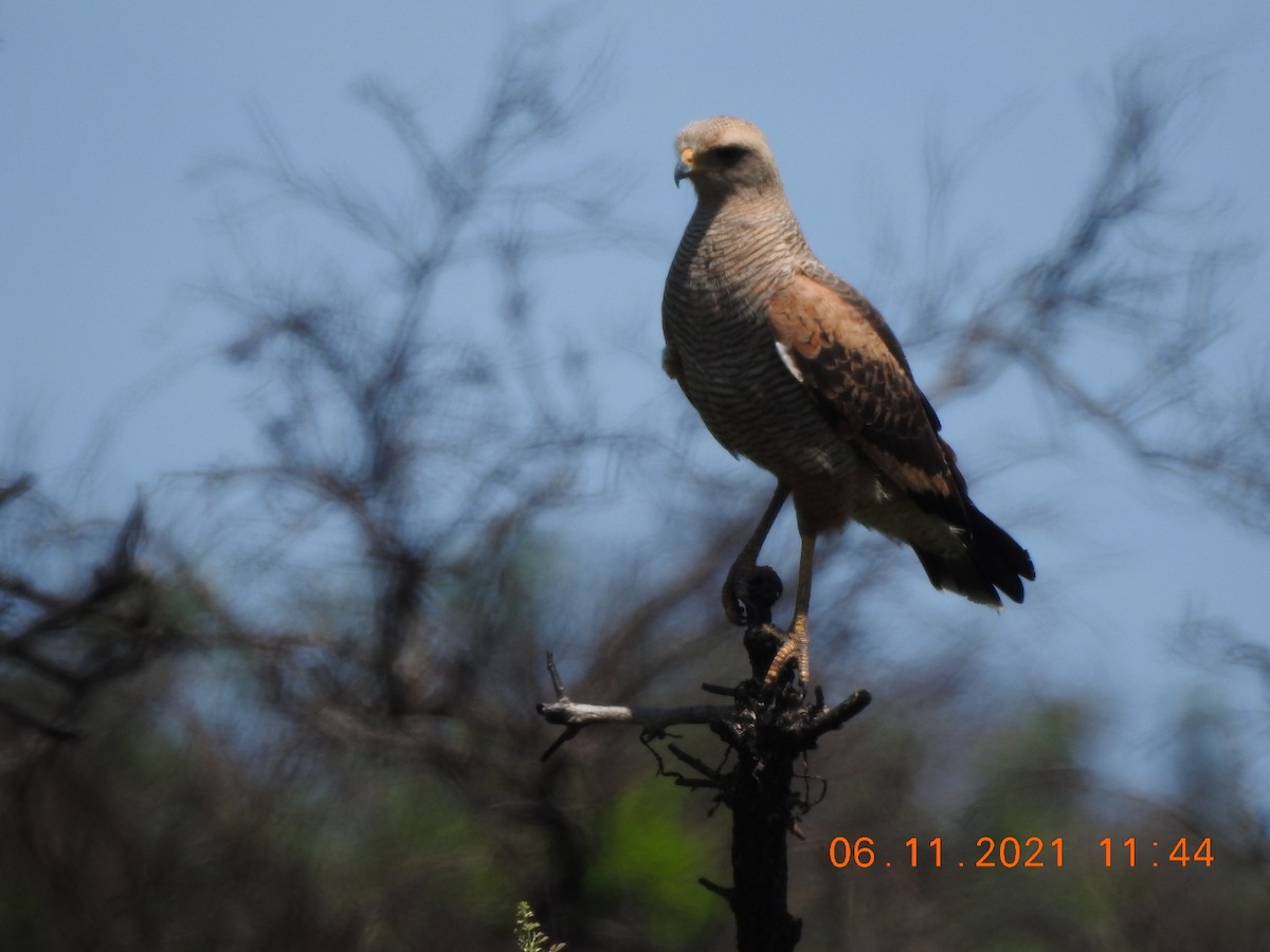 Savanna Hawk - Carlos Galvan