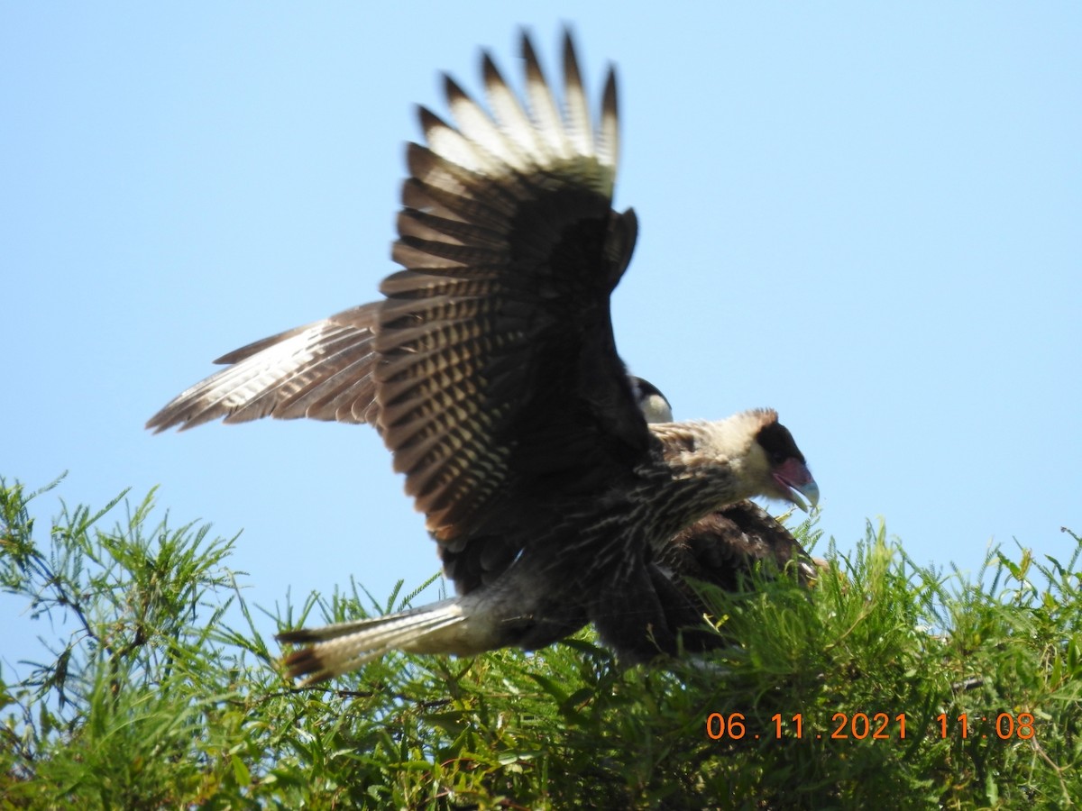 Caracara huppé - ML385867881