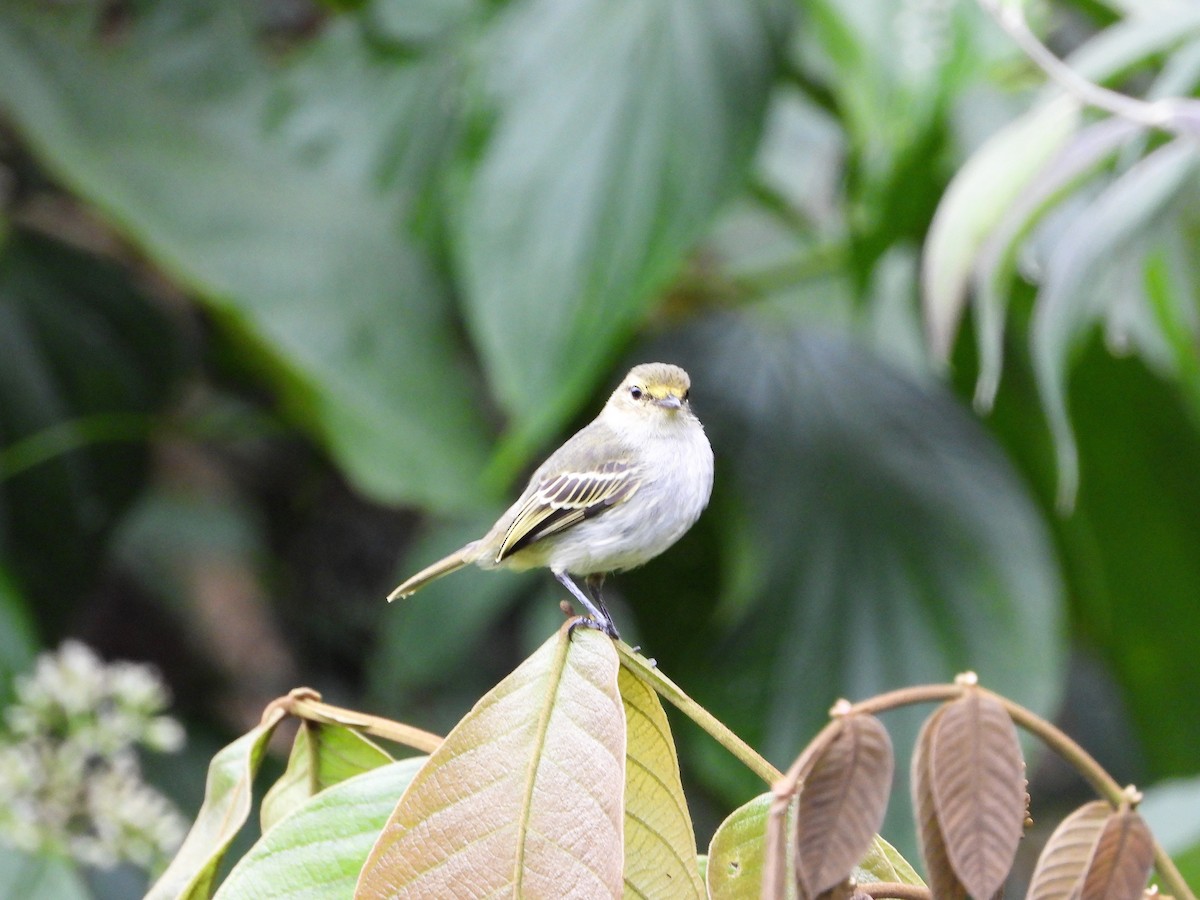 Golden-faced Tyrannulet - Jose Fernando Sanchez O.