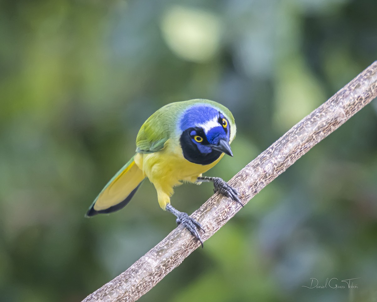 Green Jay - ML385868891