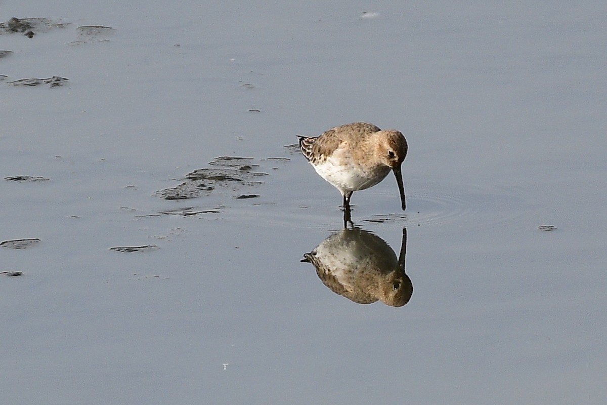 Dunlin - ML385871091