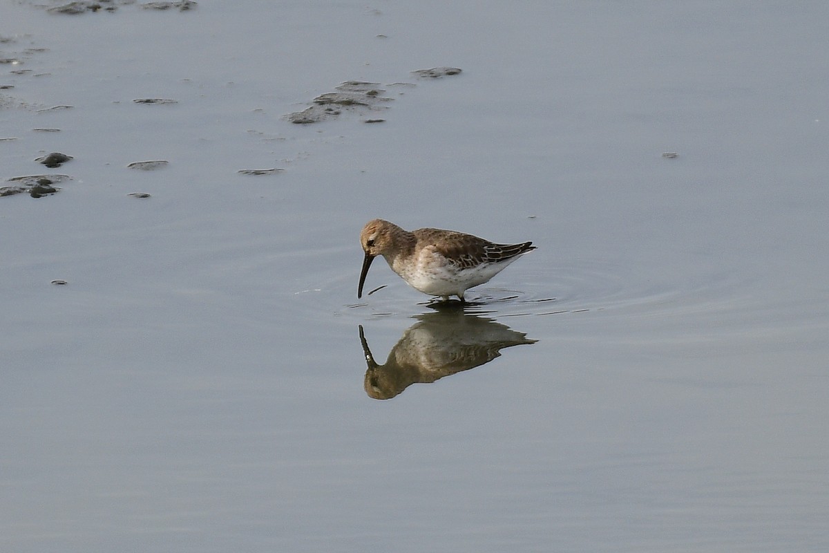 Dunlin - ML385871131