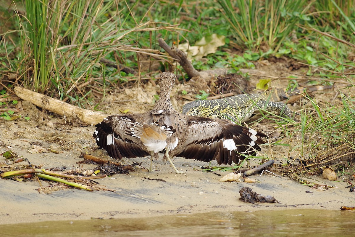 Water Thick-knee - ML385872111