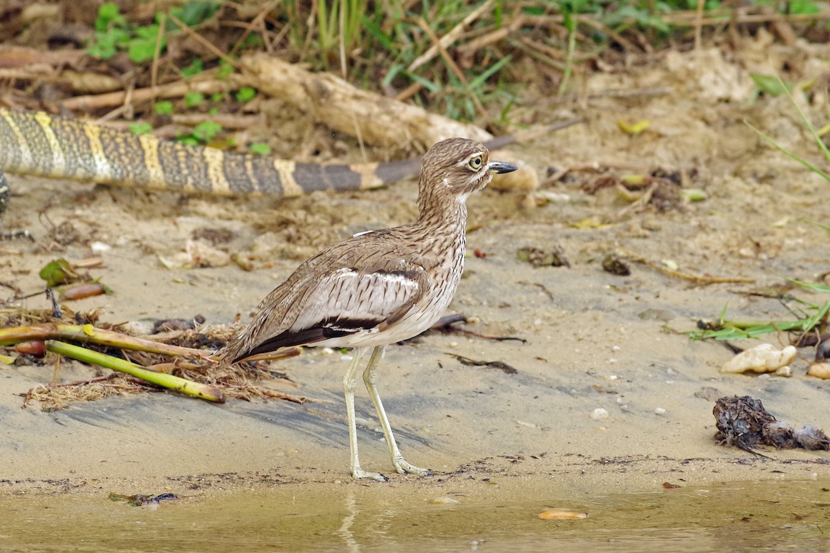 Oedicnème vermiculé - ML385872131