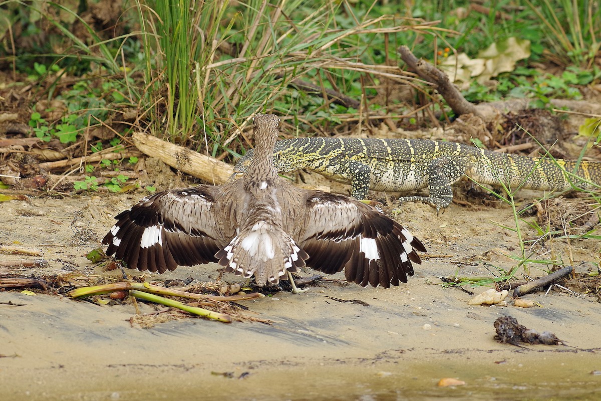 Water Thick-knee - ML385872141