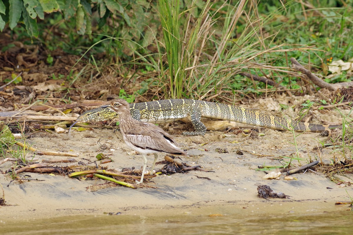 Water Thick-knee - ML385872161