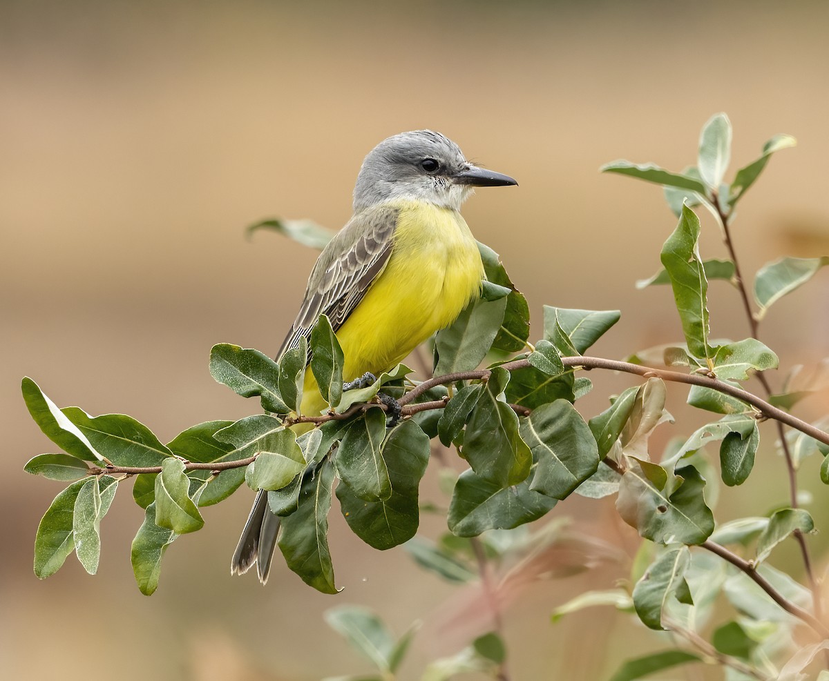 Tropical Kingbird - ML385872371