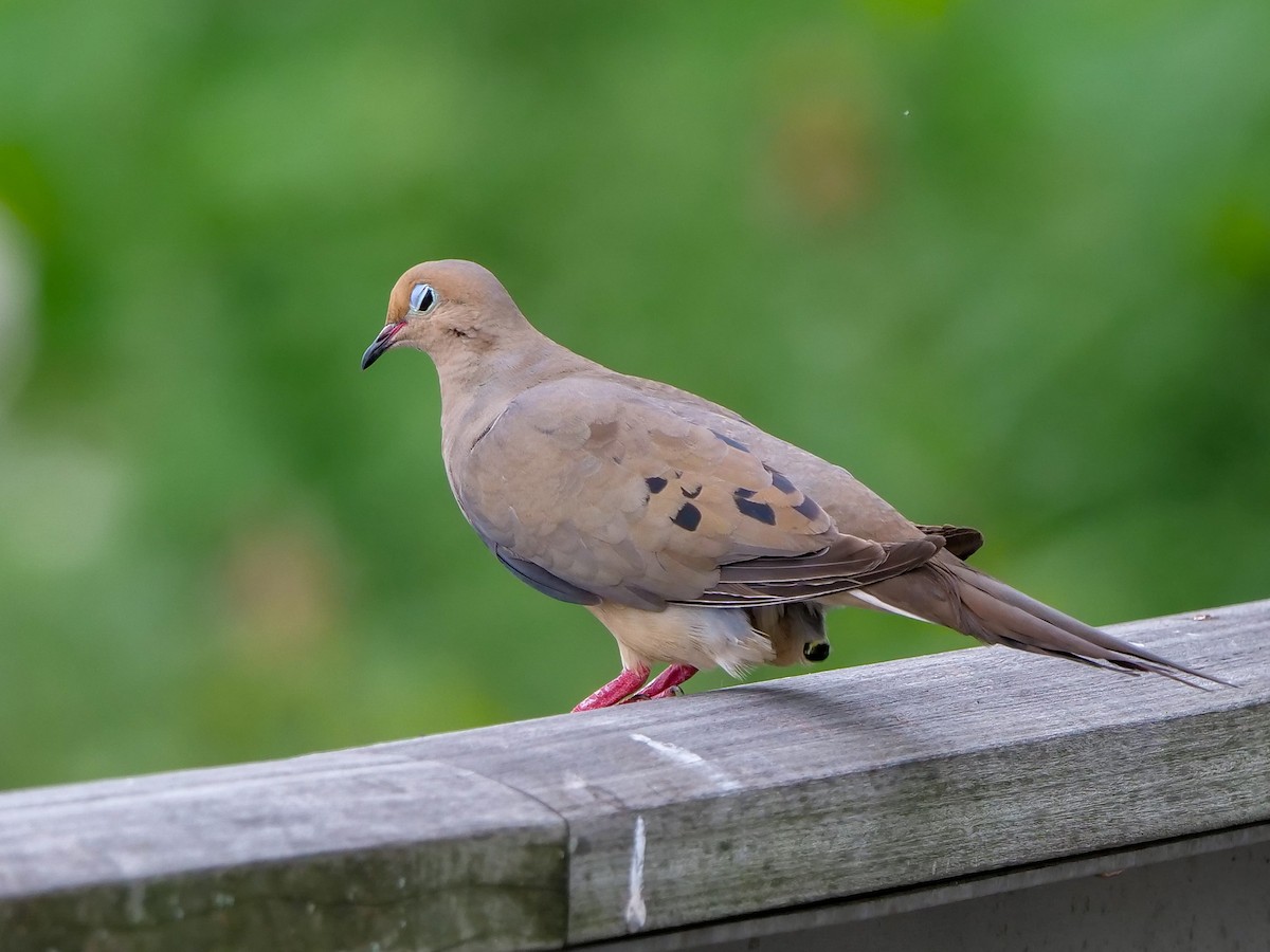 Mourning Dove - ML385873561