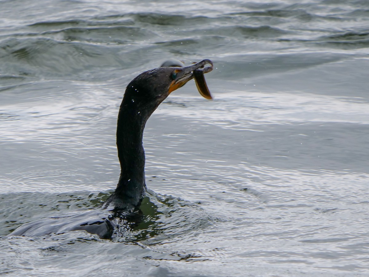 Double-crested Cormorant - ML385873941