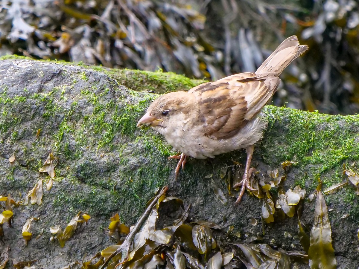 House Sparrow - ML385874001