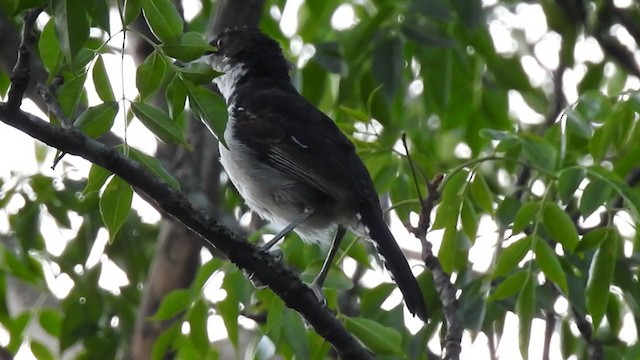 Great Antshrike - ML385875651