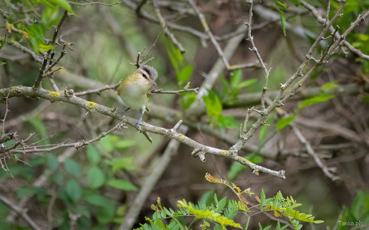 Vireo Chiví - ML385875851