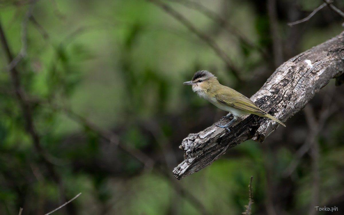 brunøyevireo - ML385875861