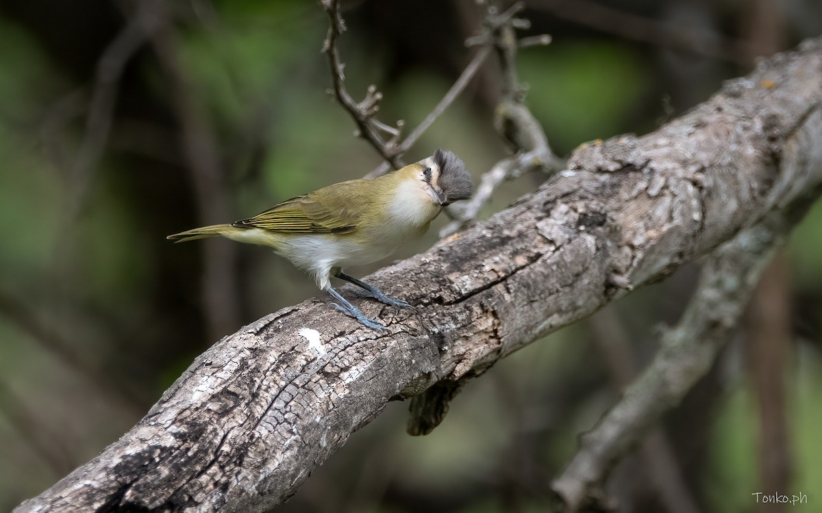 Chivi Vireo - Carlos Maure