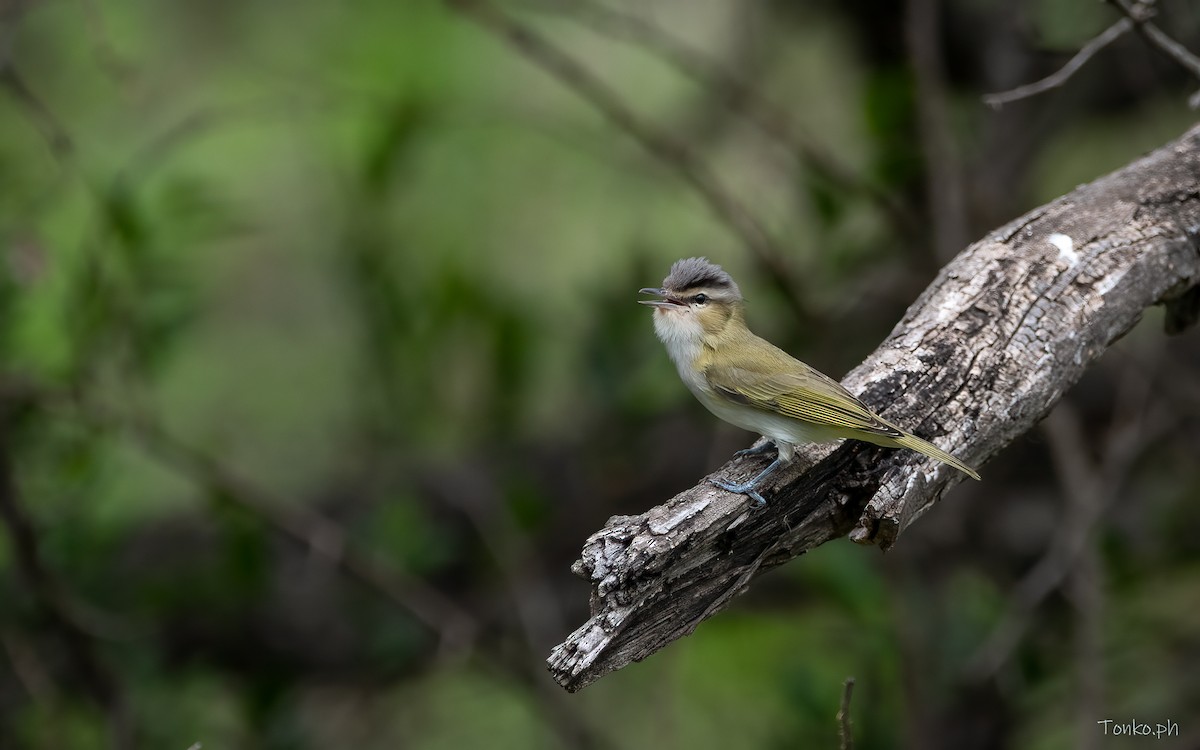 Vireo Chiví - ML385876021