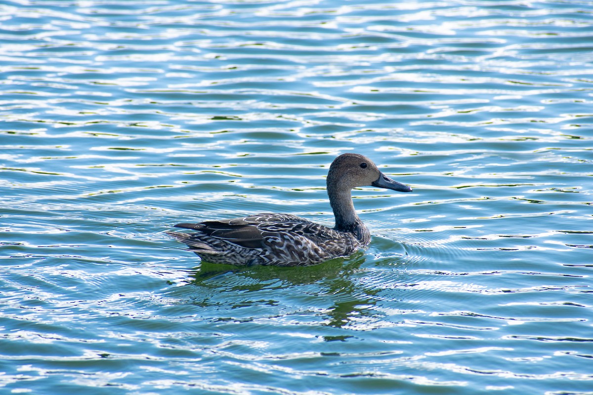 Northern Pintail - Nick Varvel