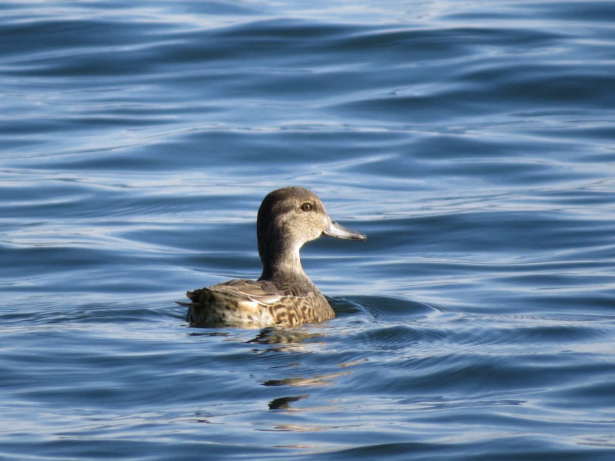 Green-winged Teal - ML385882231