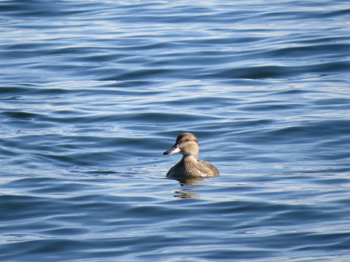 Green-winged Teal - ML385882241
