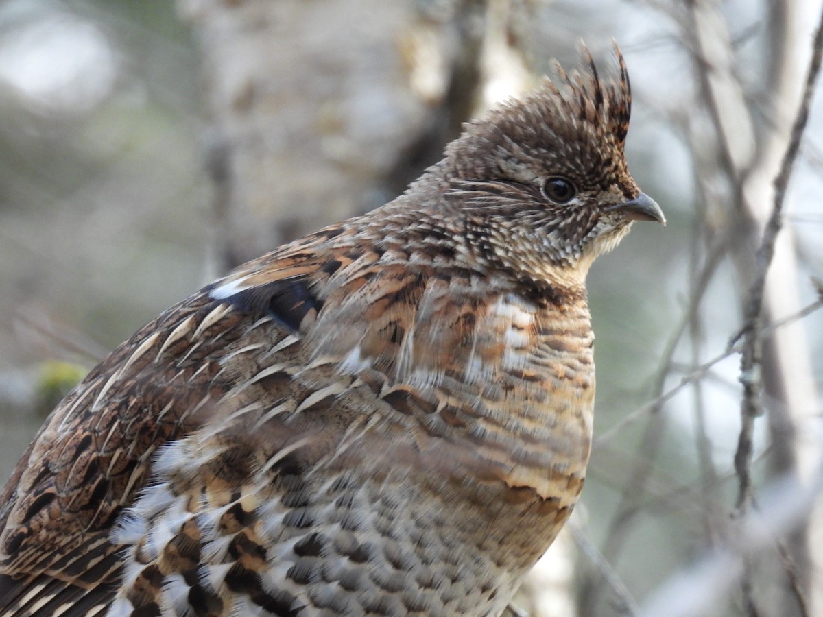 Ruffed Grouse - ML385883691