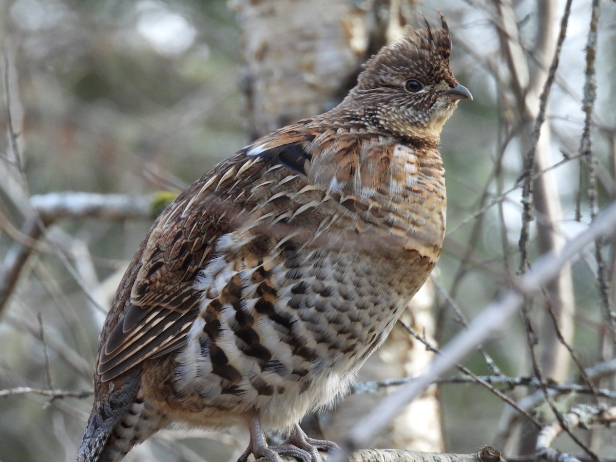 Ruffed Grouse - Joe McGill