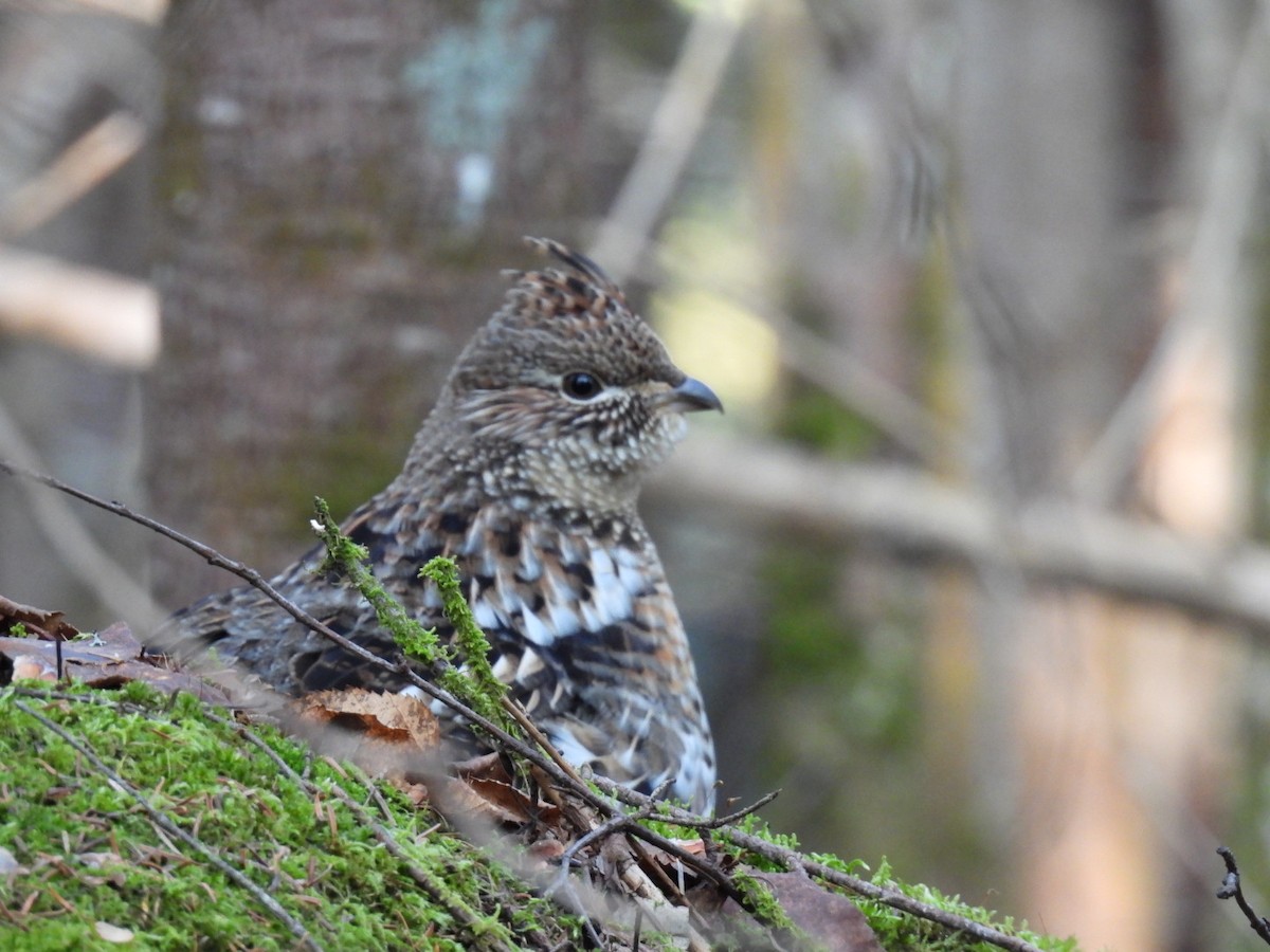 Ruffed Grouse - ML385883751