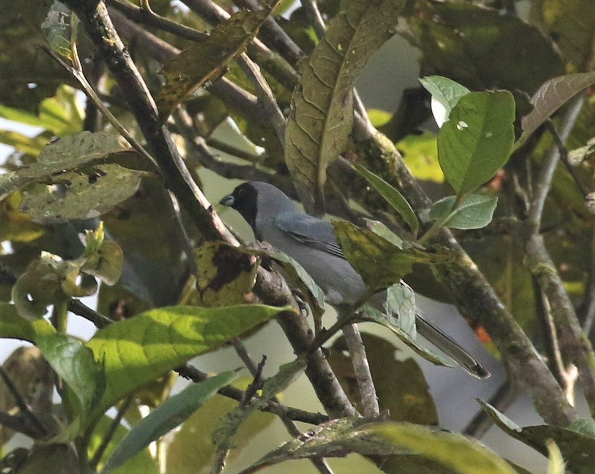 Black-faced Tanager - ML385883941