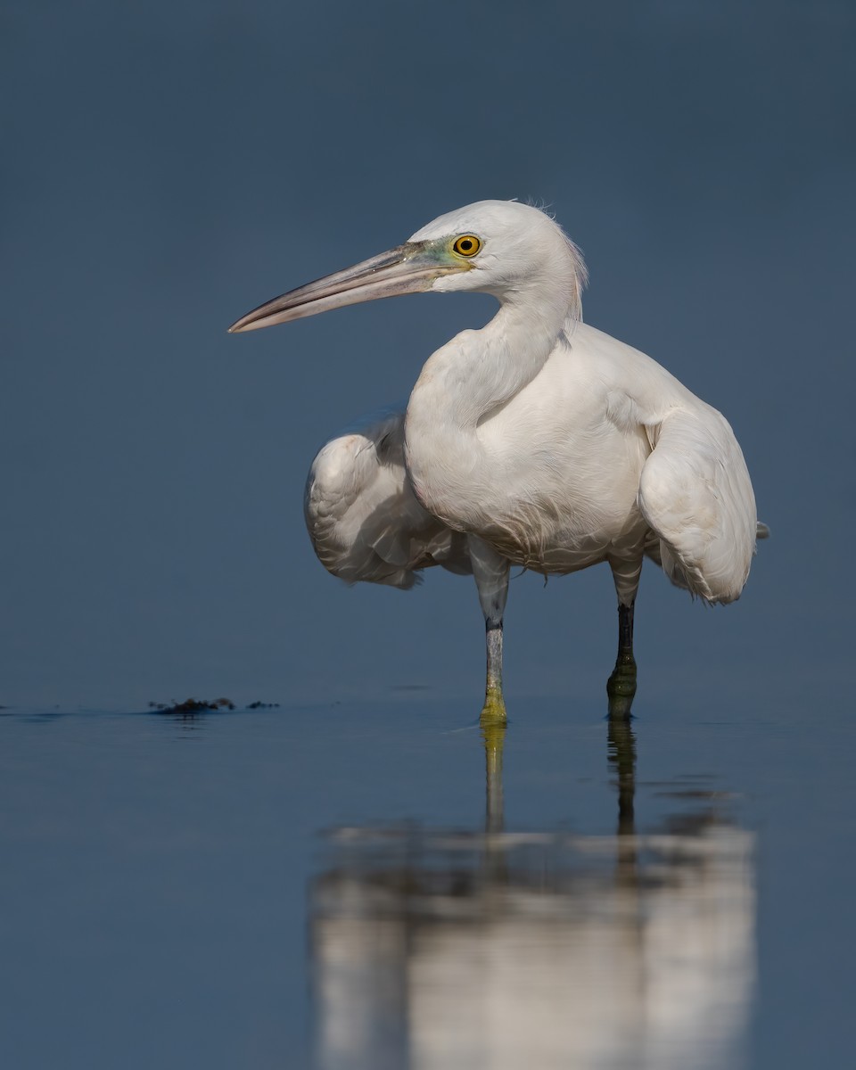 Pacific Reef-Heron - ML385884091