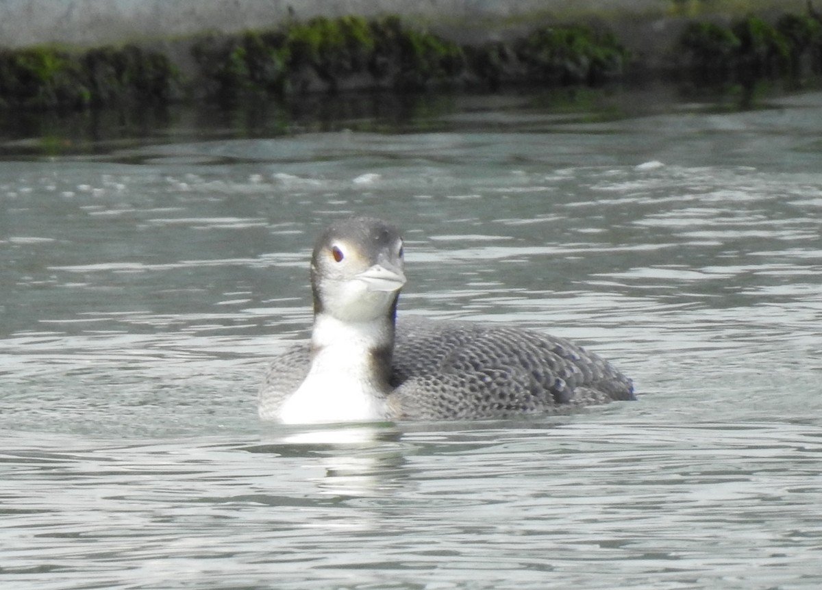 Common Loon - Anonymous