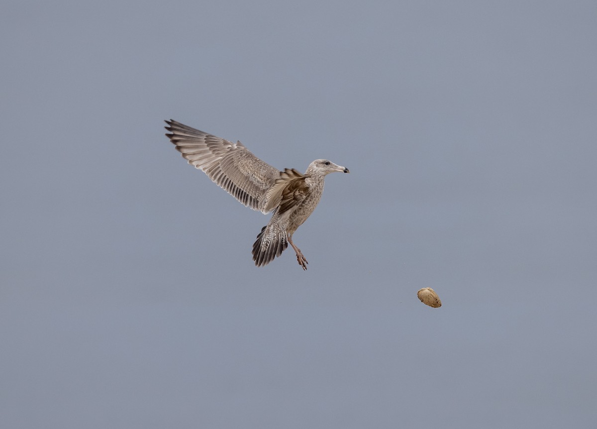 Herring Gull - Matthew Sabourin