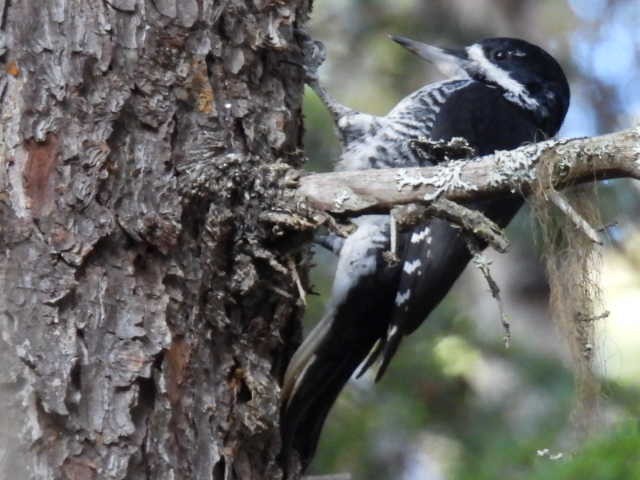 Black-backed Woodpecker - ML385884701