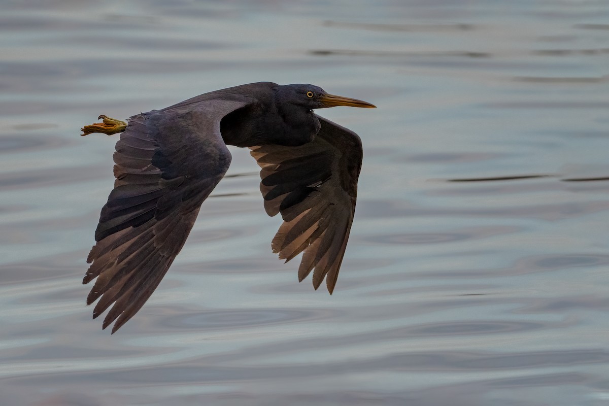 Pacific Reef-Heron - ML385885011