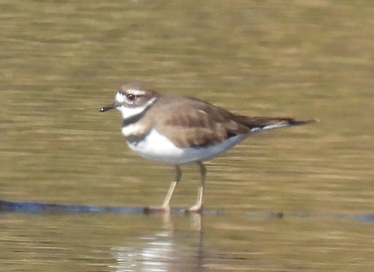 Killdeer - ML385885271