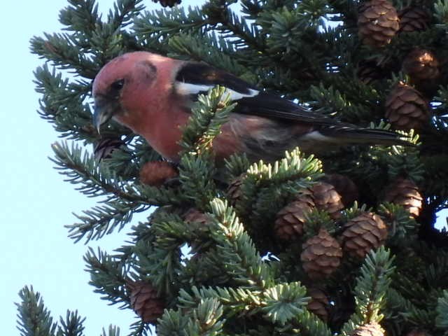 White-winged Crossbill - ML385885811