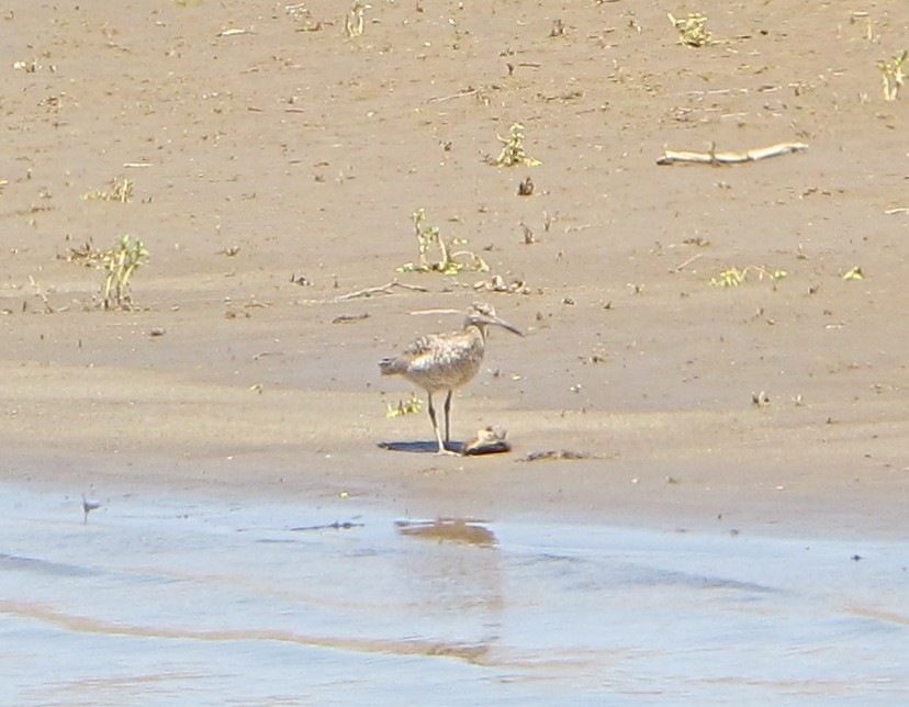 Willet - Paul Fenwick