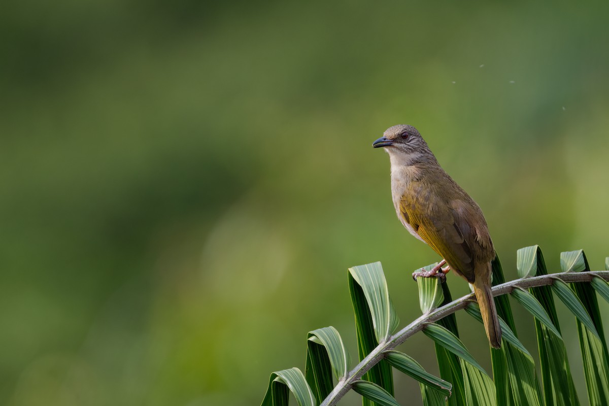 Olive-winged Bulbul - ML385886741