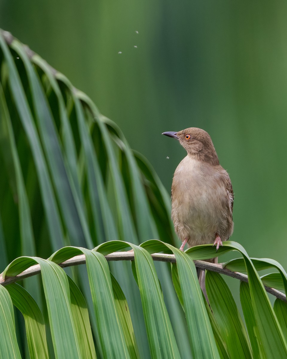 Red-eyed Bulbul - ML385886761