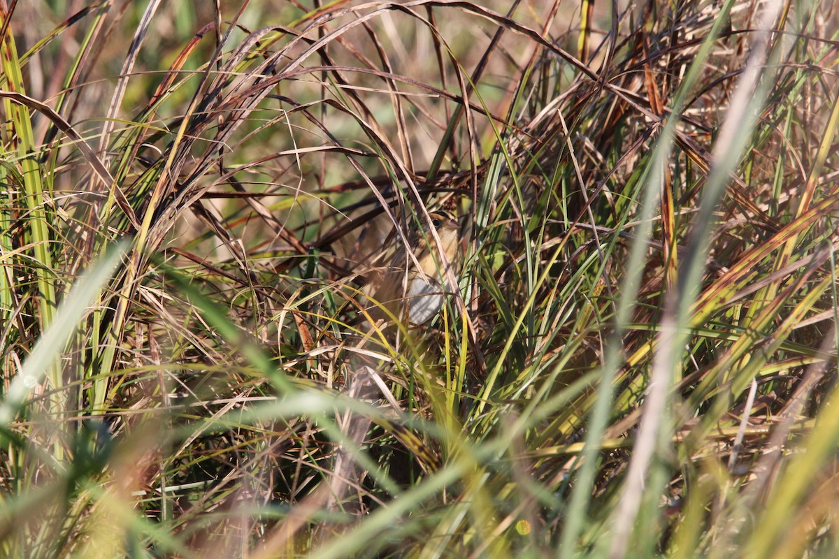 LeConte's Sparrow - ML385887551