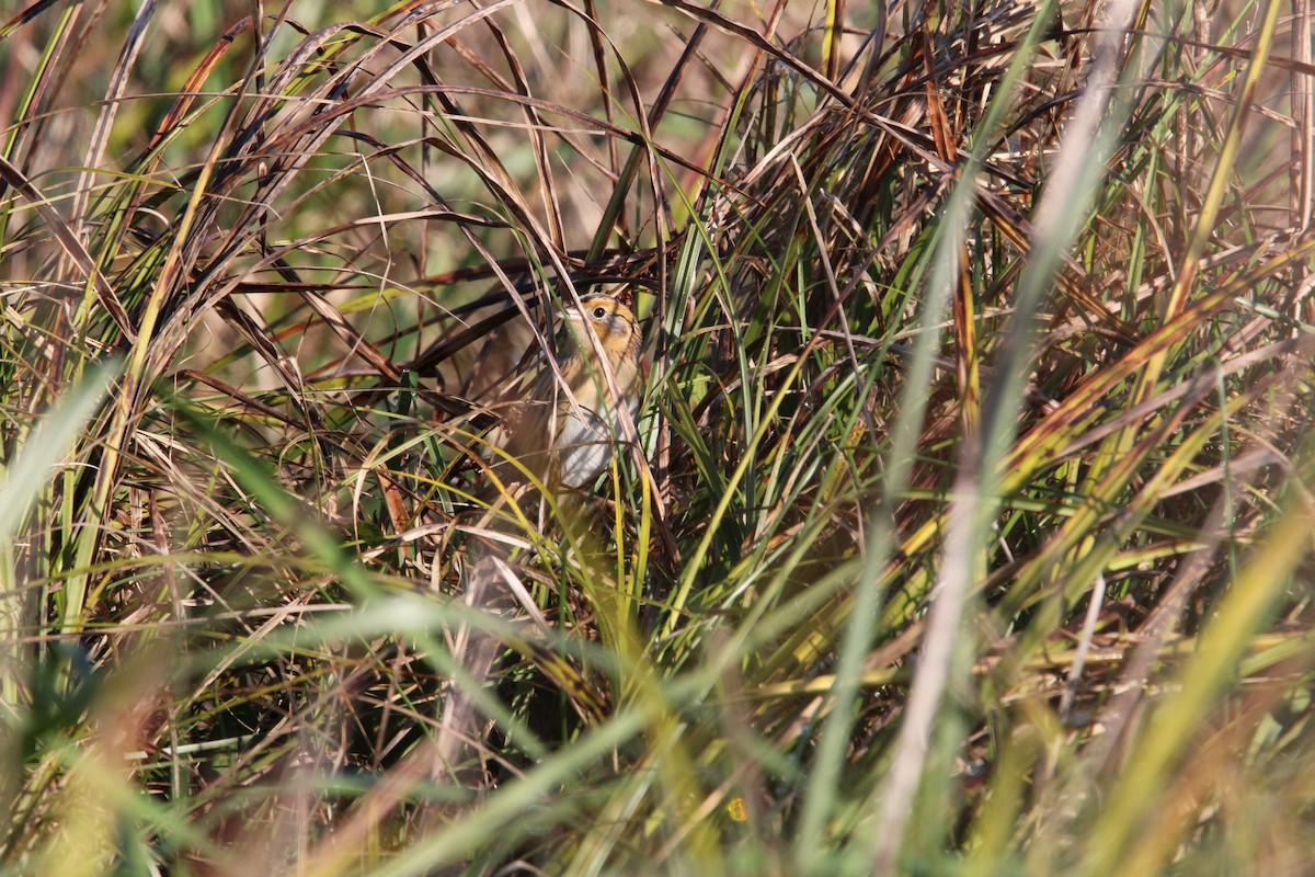 LeConte's Sparrow - ML385887601