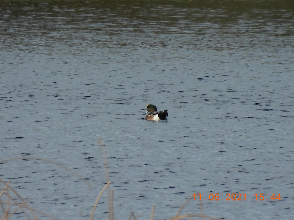 American Wigeon - Jim Ross