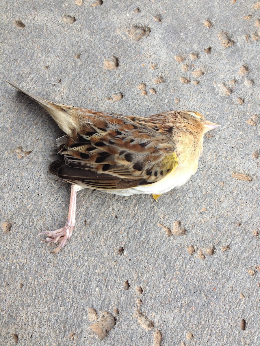 Grasshopper Sparrow - ML38588881