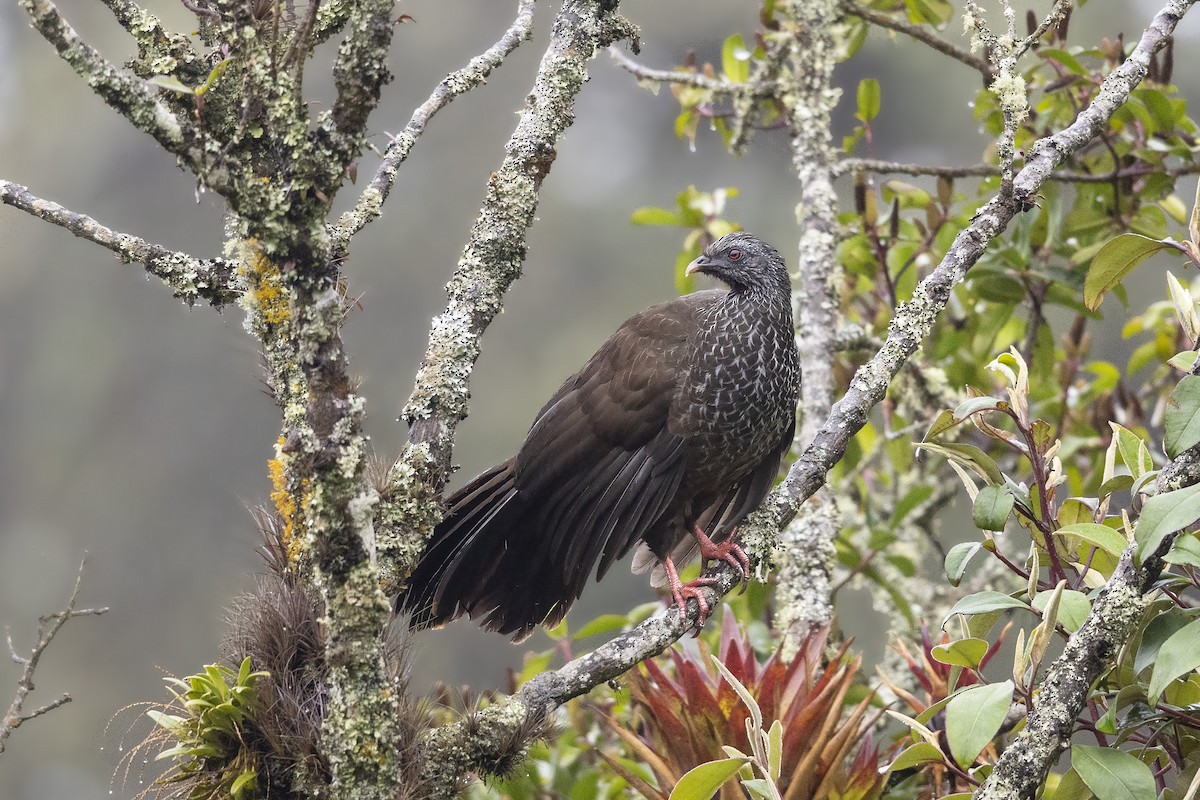 Andean Guan - Bradley Hacker 🦜