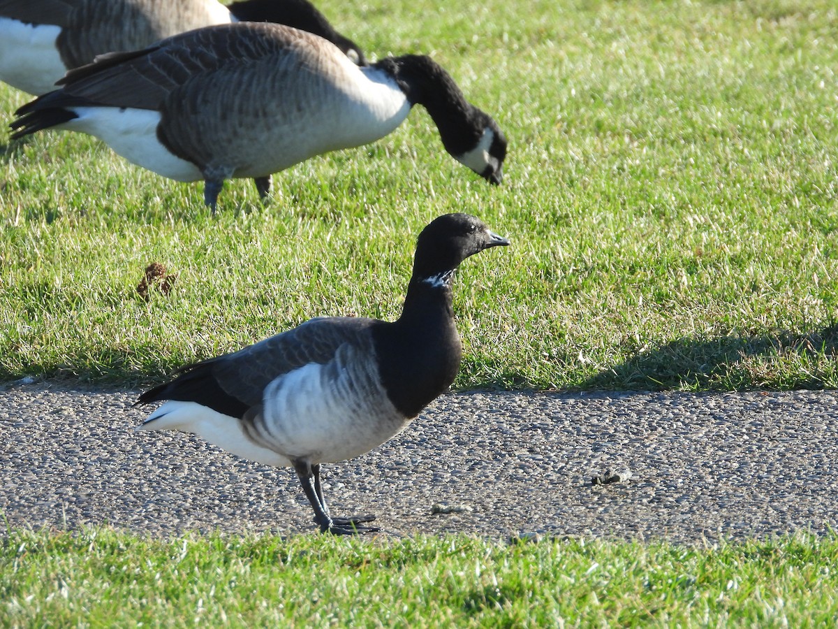 Brant - ML385889861