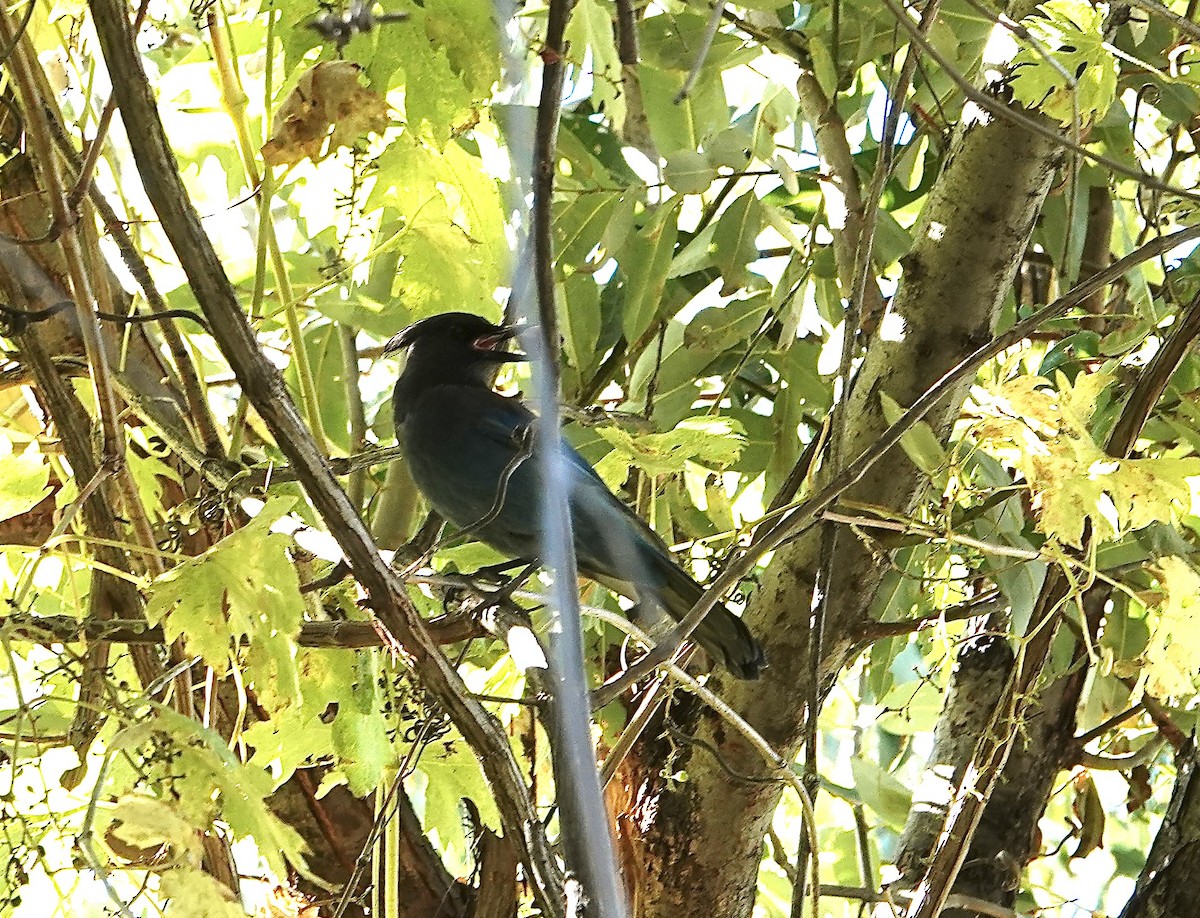 Steller's Jay - ML385891591