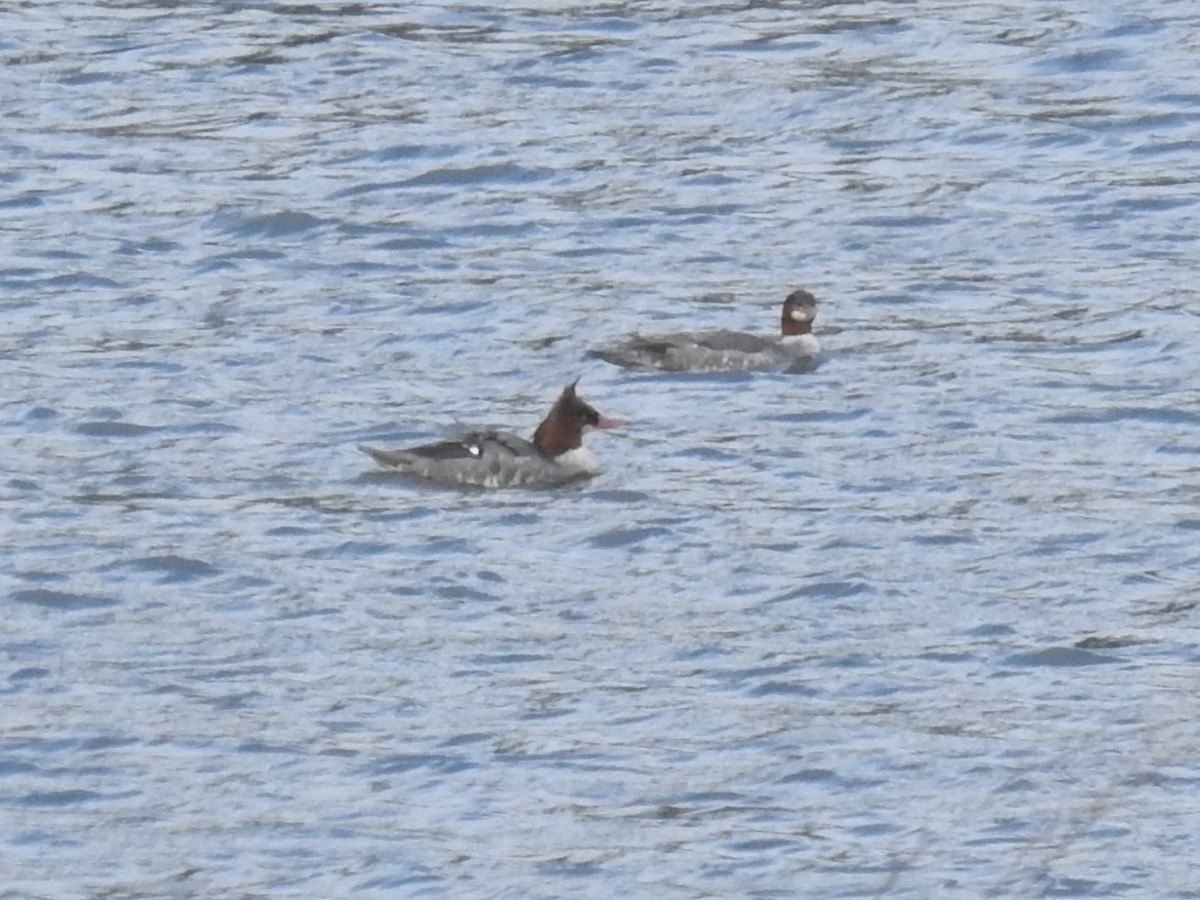 Common Merganser - Erik Bergman