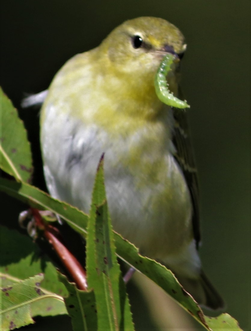 Tennessee Warbler - ML385892821