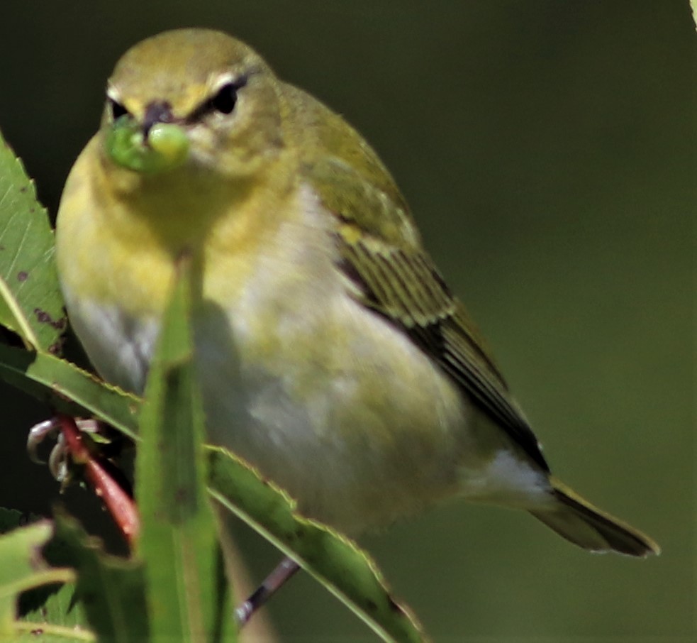 Tennessee Warbler - ML385892941