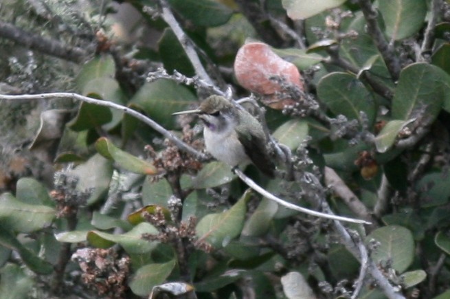 Costa's Hummingbird - ML38589311